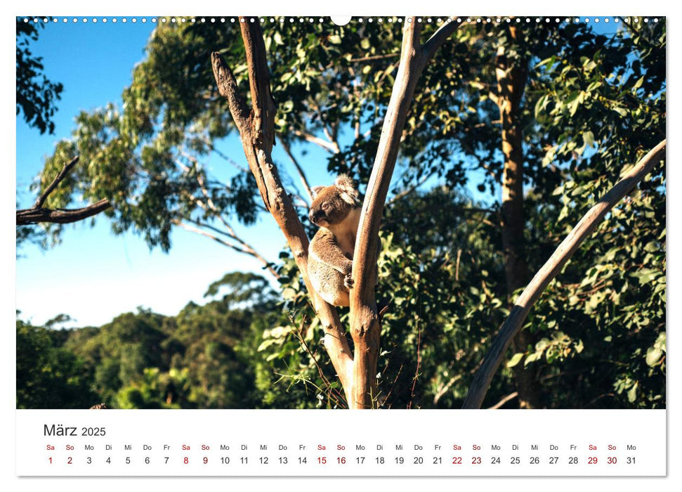 Knuffige Koalabären (CALVENDO Wandkalender 2025)