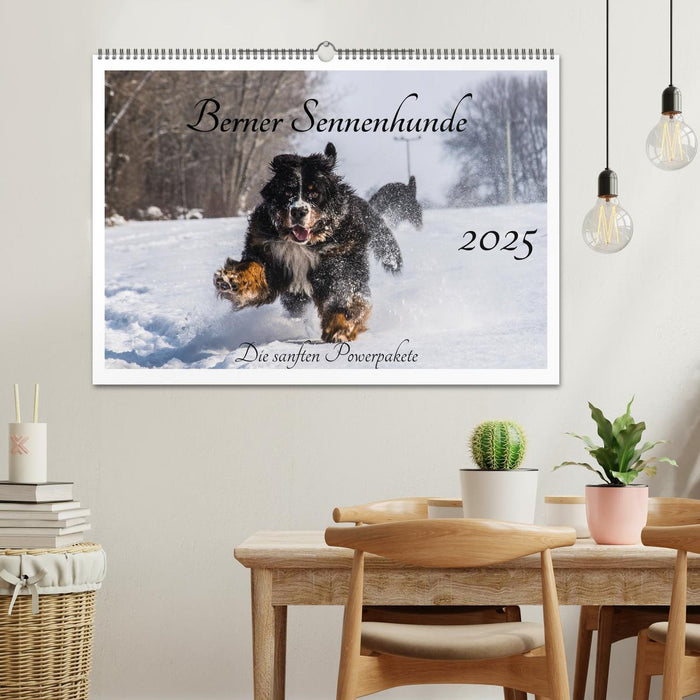 Berner Sennenhunde - Die sanften Powerpakete (CALVENDO Wandkalender 2025)