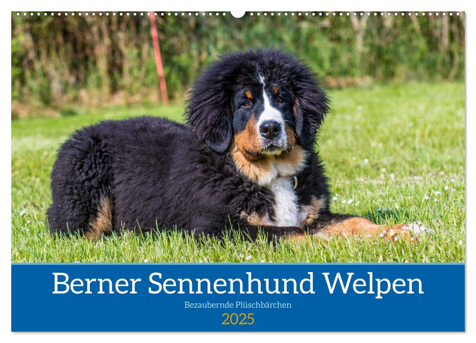 Berner Sennenhund Welpen - Bezaubernde Plüschbärchen (CALVENDO Wandkalender 2025)