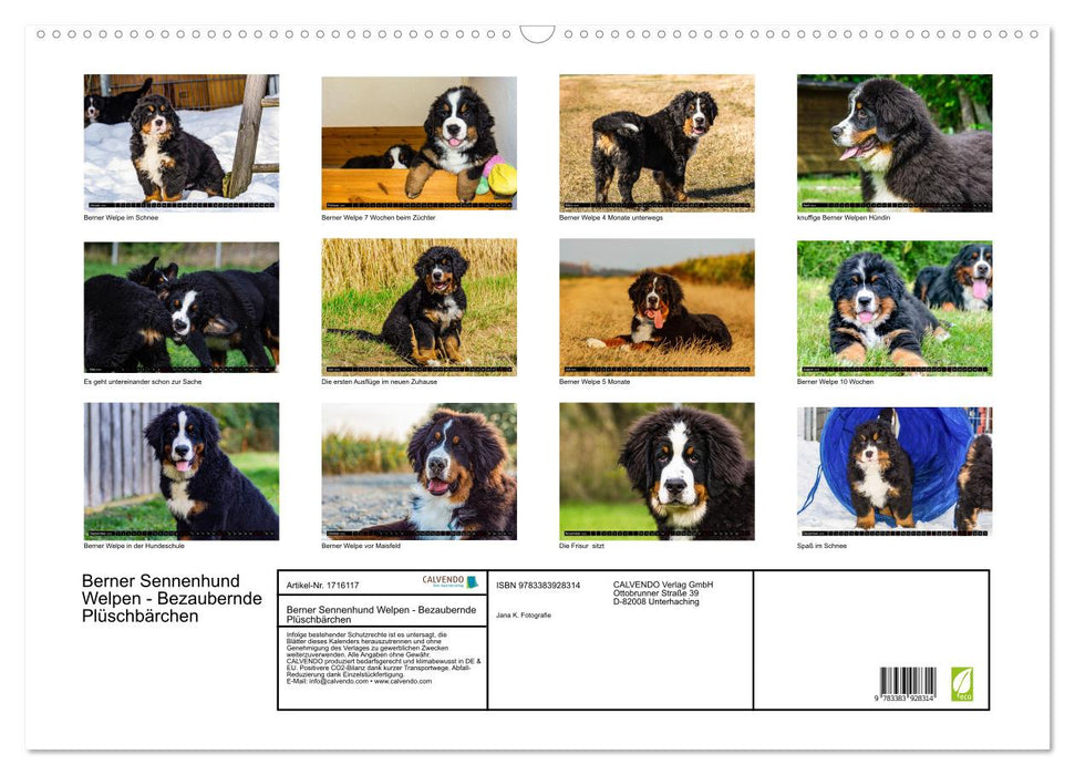 Berner Sennenhund Welpen - Bezaubernde Plüschbärchen (CALVENDO Wandkalender 2025)