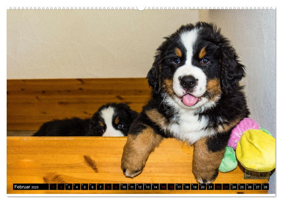 Berner Sennenhund Welpen - Bezaubernde Plüschbärchen (CALVENDO Wandkalender 2025)