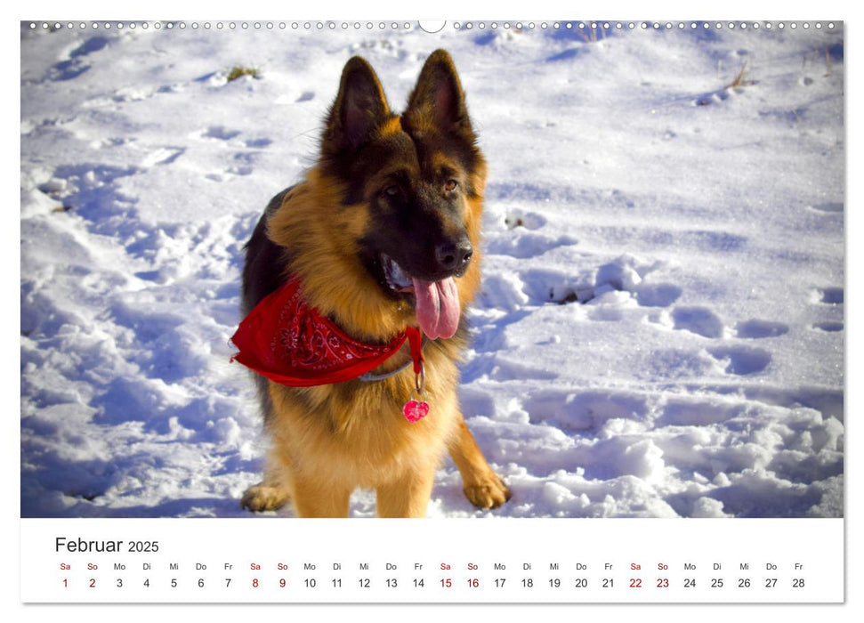 Schäferhunde - Die gutmütigen Wegbegleiter. (CALVENDO Premium Wandkalender 2025)