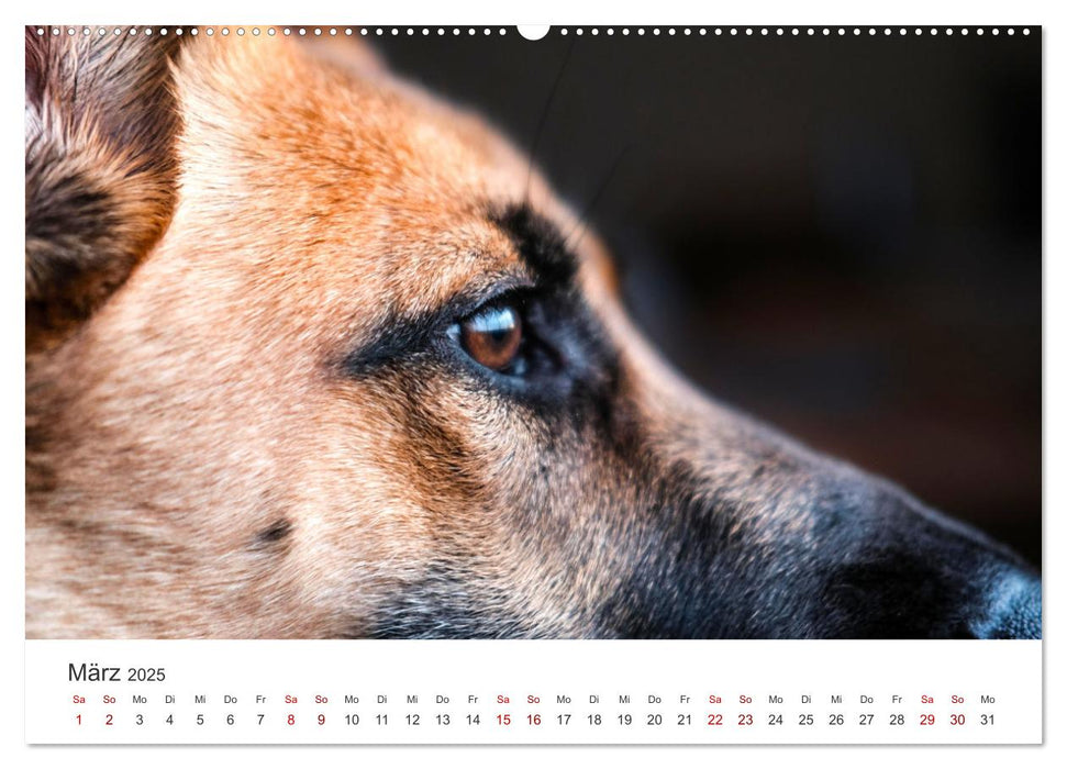 Schäferhunde - Die gutmütigen Wegbegleiter. (CALVENDO Premium Wandkalender 2025)