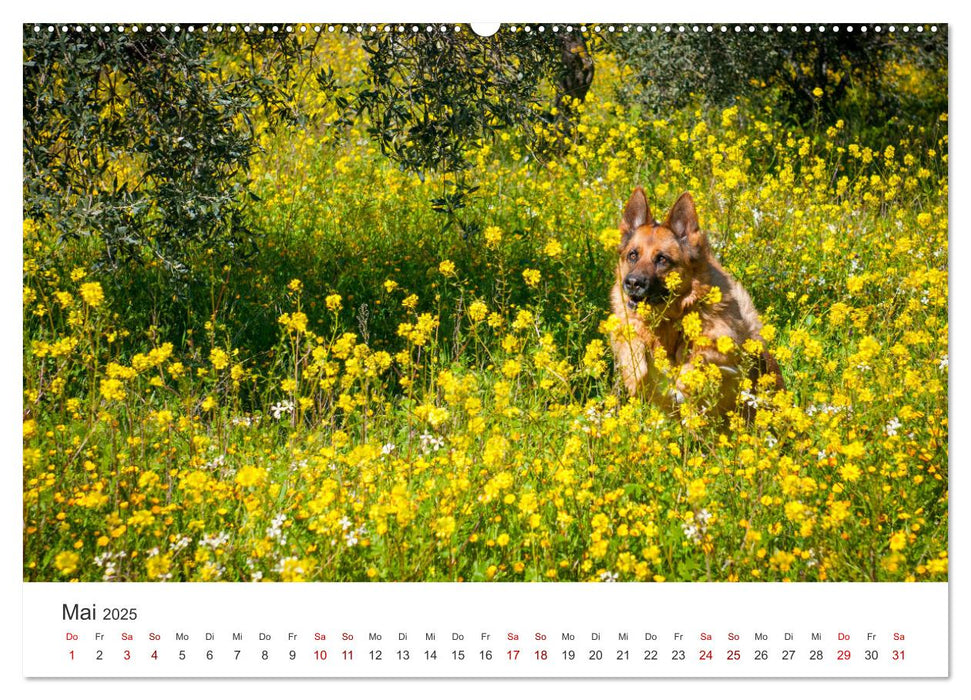 Schäferhunde - Die gutmütigen Wegbegleiter. (CALVENDO Premium Wandkalender 2025)