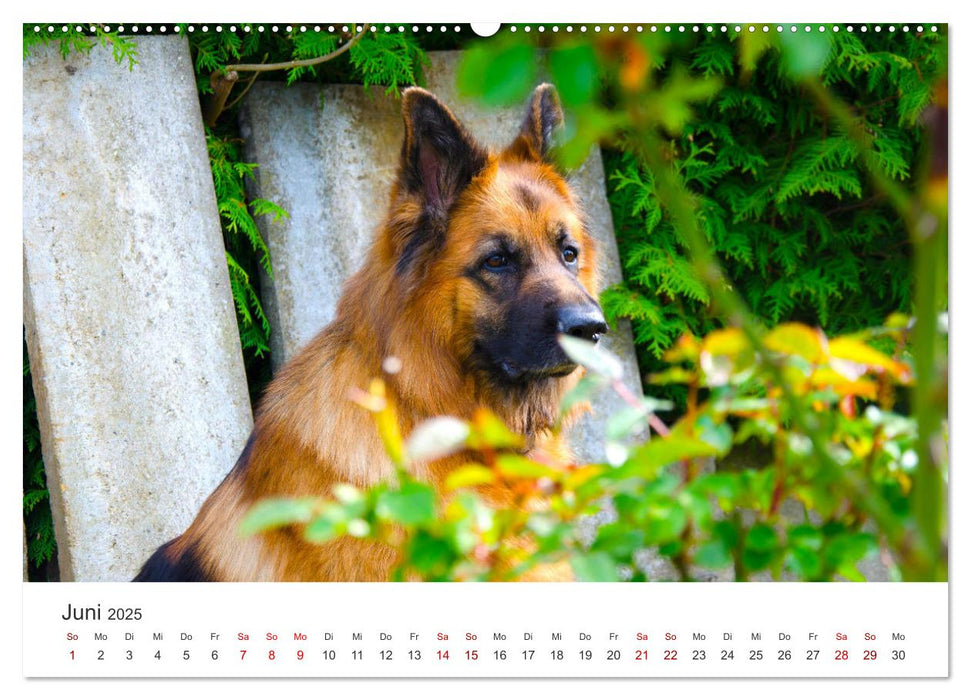 Schäferhunde - Die gutmütigen Wegbegleiter. (CALVENDO Premium Wandkalender 2025)