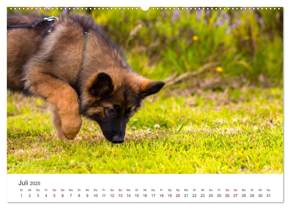 Schäferhunde - Die gutmütigen Wegbegleiter. (CALVENDO Premium Wandkalender 2025)