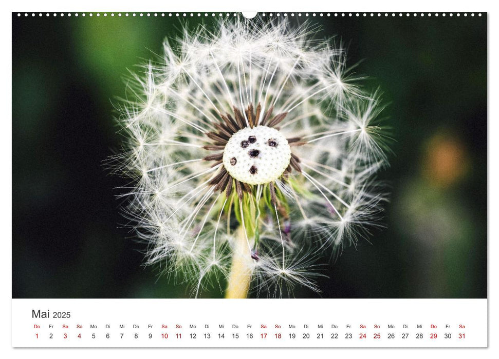 Glücksbringer - Dem Glück auf der Spur. (CALVENDO Wandkalender 2025)