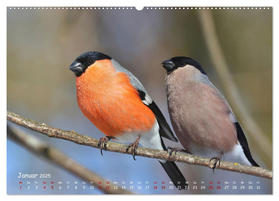 Wildvogelkalender (CALVENDO Premium Wandkalender 2025)