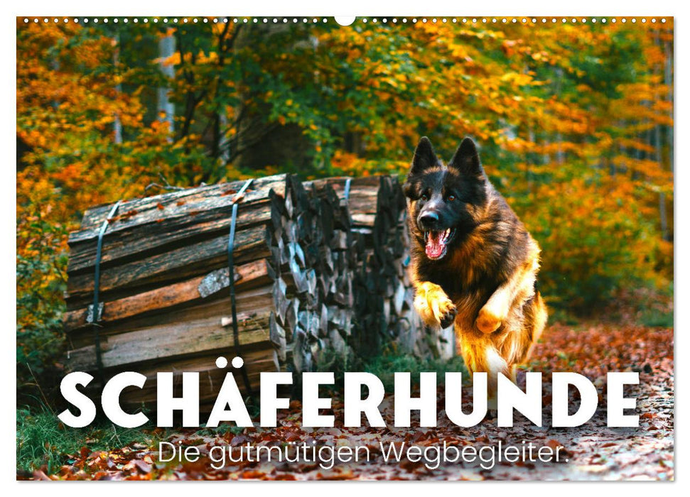 Schäferhunde - Die gutmütigen Wegbegleiter. (CALVENDO Wandkalender 2025)