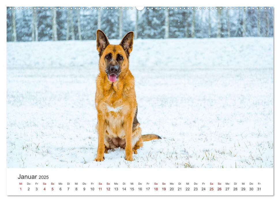 Schäferhunde - Die gutmütigen Wegbegleiter. (CALVENDO Wandkalender 2025)