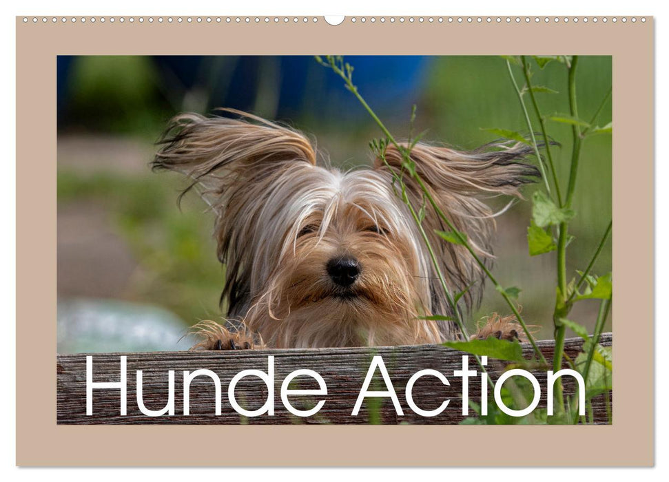 Hunde Action (CALVENDO Wandkalender 2025)