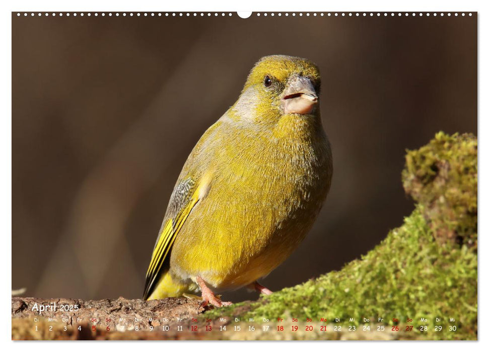 Wildvogelkalender (CALVENDO Wandkalender 2025)