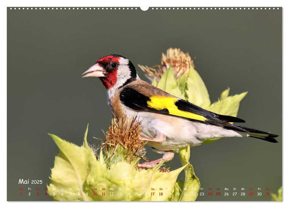 Wildvogelkalender (CALVENDO Wandkalender 2025)