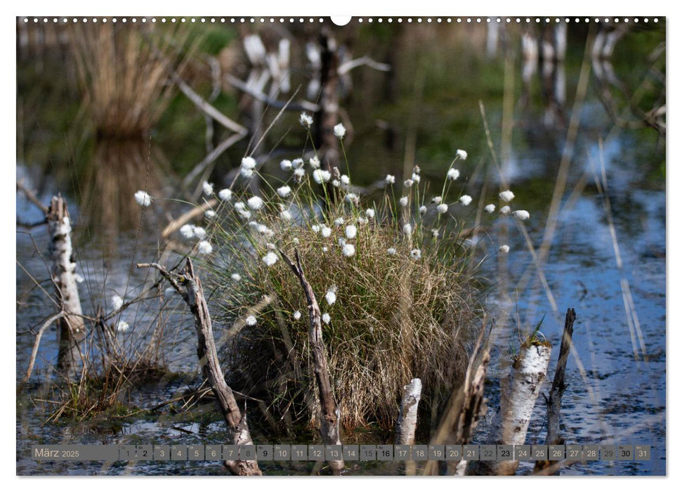 Hohes Moor Oldendorf (CALVENDO Wandkalender 2025)