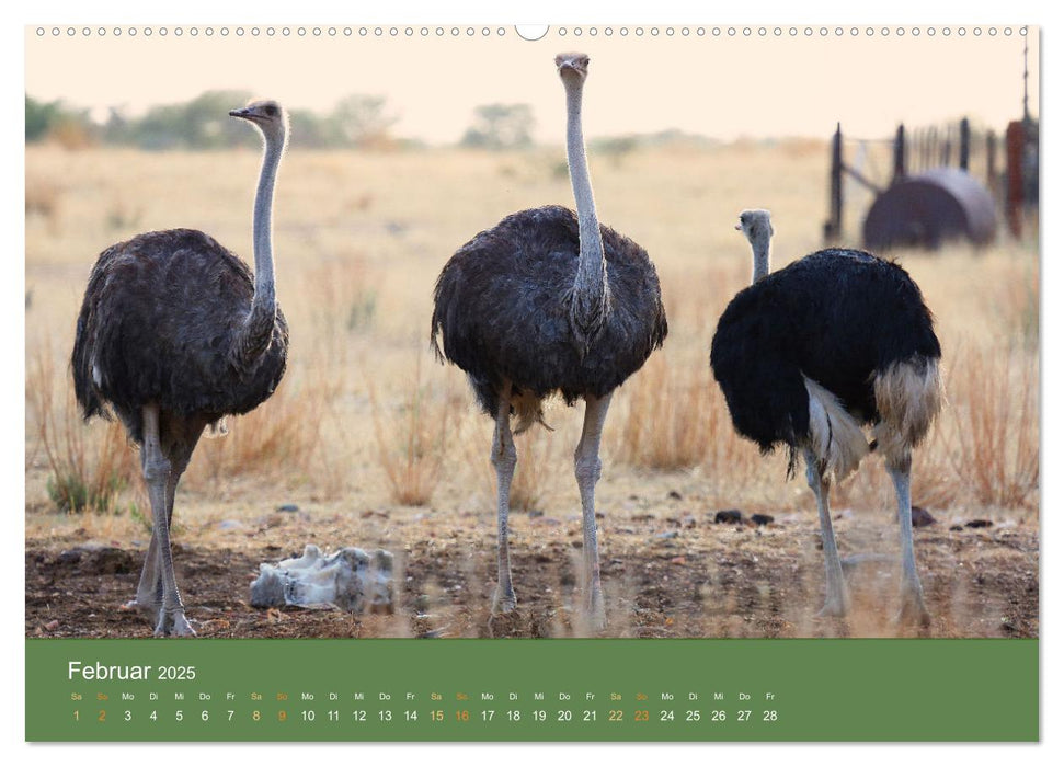 Roadtrip in Namibia (CALVENDO Wandkalender 2025)