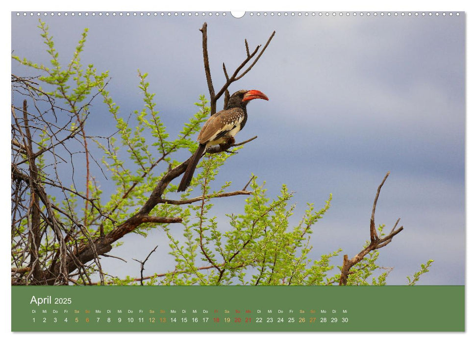 Roadtrip in Namibia (CALVENDO Wandkalender 2025)