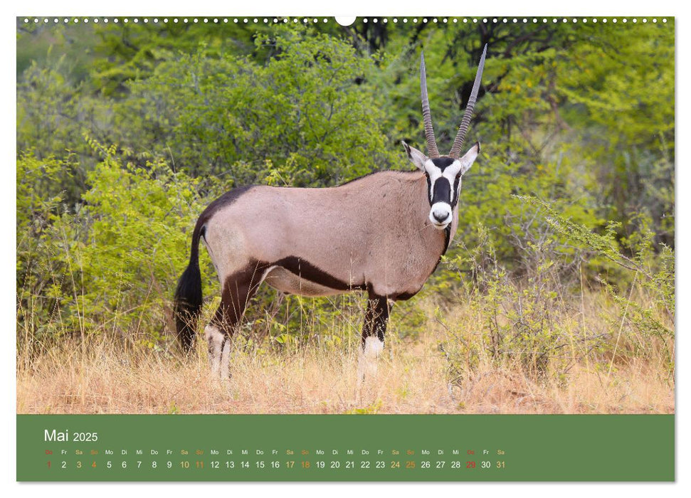 Roadtrip in Namibia (CALVENDO Wandkalender 2025)