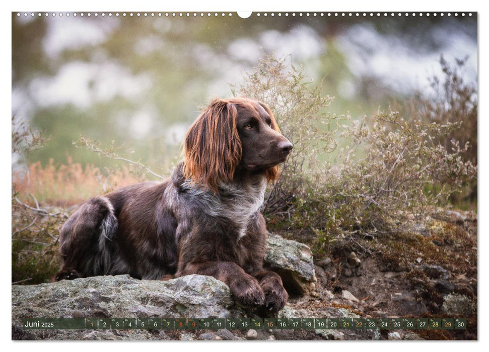 Passion Jagdhund - Deutsch Langhaar (CALVENDO Wandkalender 2025)