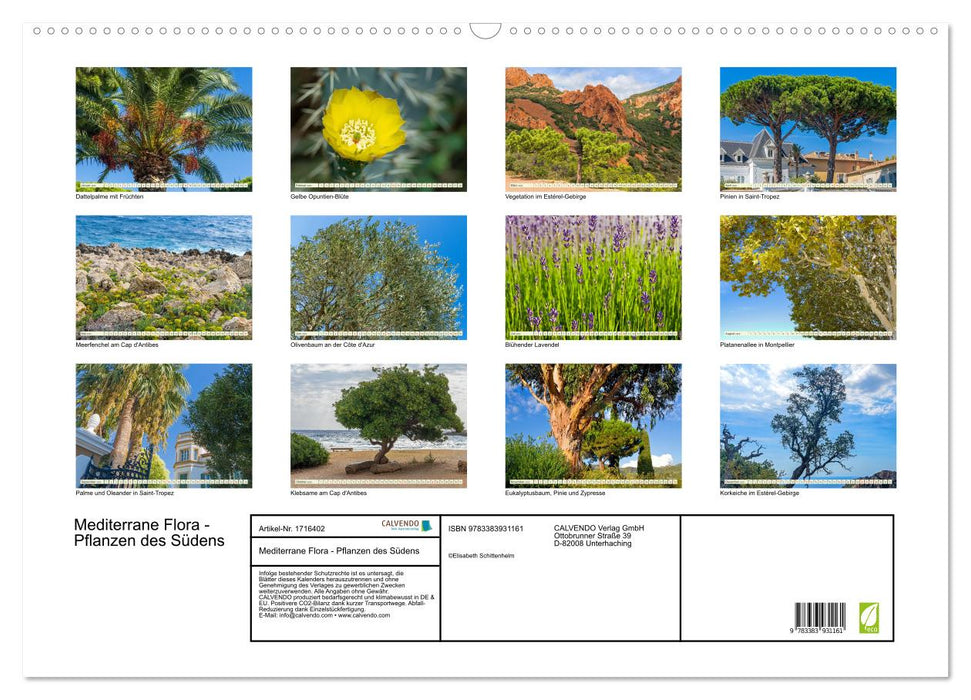 Mediterrane Flora - Pflanzen des Südens (CALVENDO Wandkalender 2025)