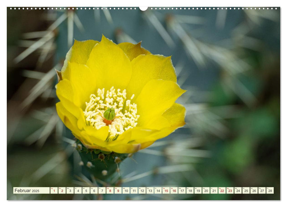 Mediterrane Flora - Pflanzen des Südens (CALVENDO Wandkalender 2025)