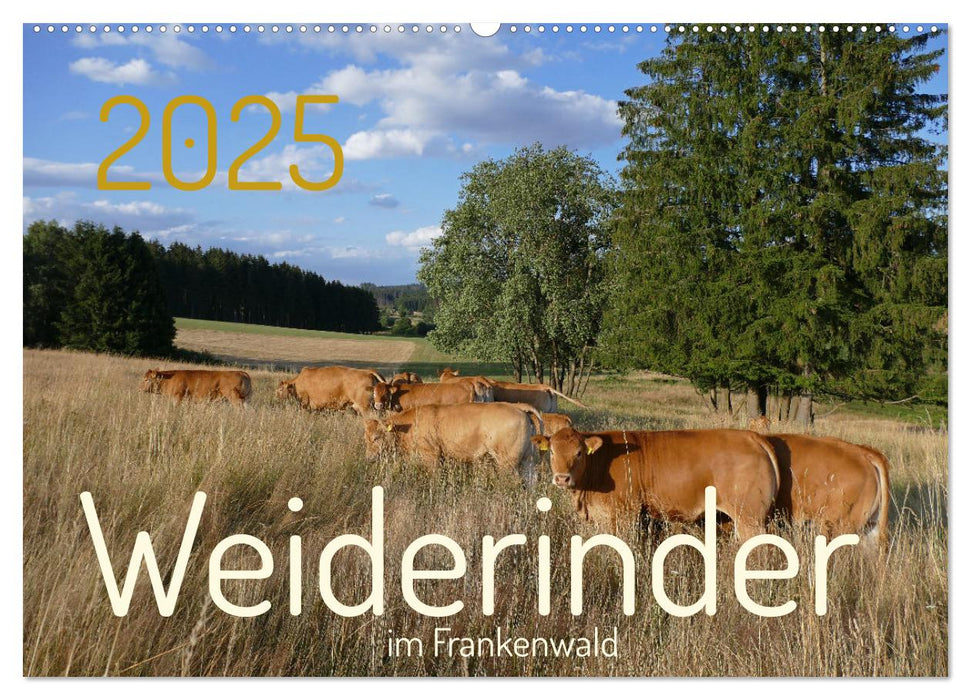 Weiderinder im Frankenwald (CALVENDO Wandkalender 2025)