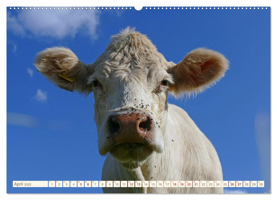 Weiderinder im Frankenwald (CALVENDO Wandkalender 2025)