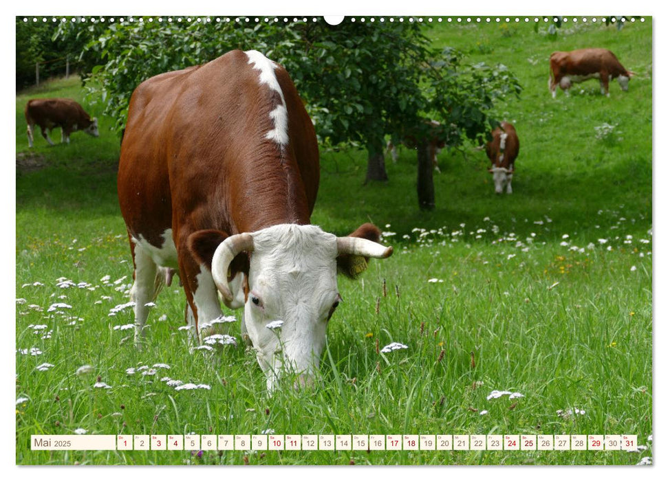 Weiderinder im Frankenwald (CALVENDO Wandkalender 2025)