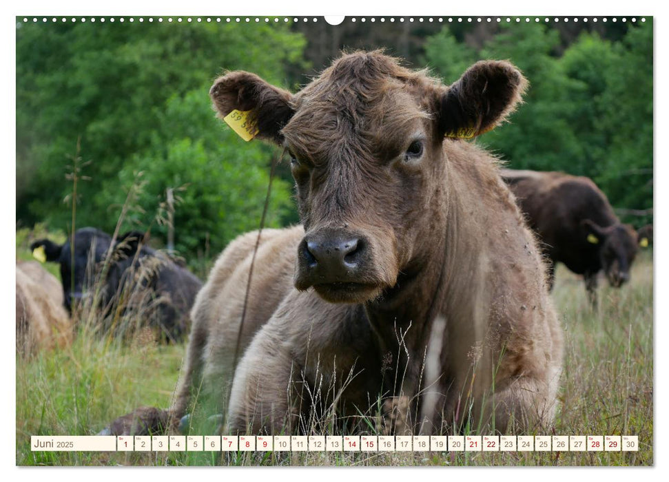 Weiderinder im Frankenwald (CALVENDO Wandkalender 2025)