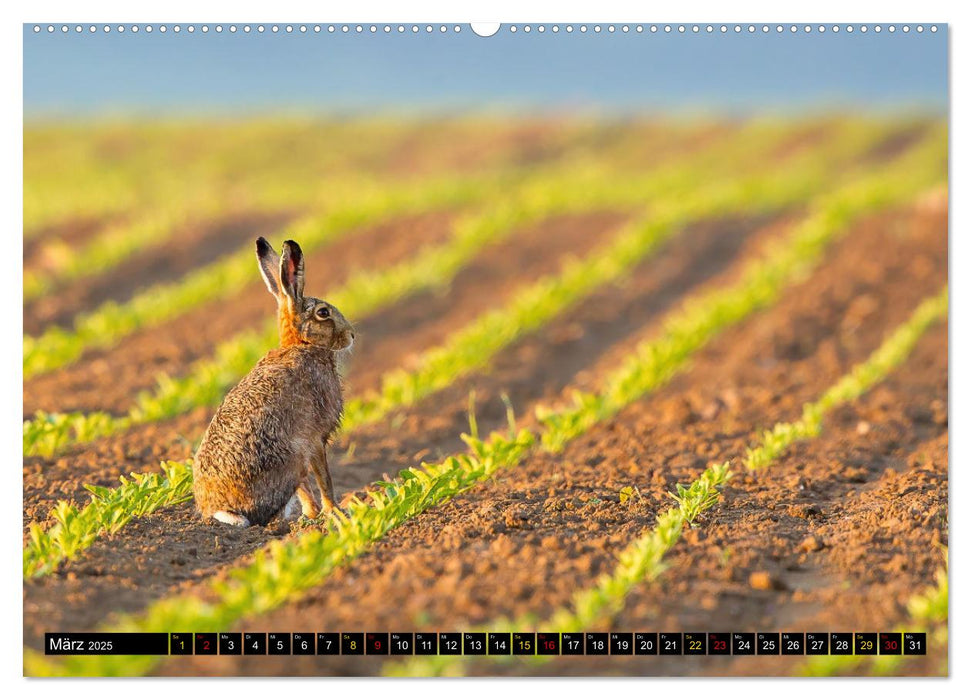 Magie Heimische Natur (CALVENDO Wandkalender 2025)