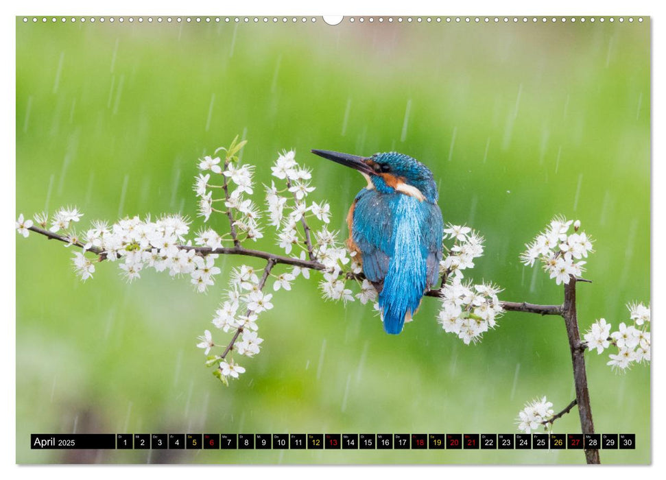 Magie Heimische Natur (CALVENDO Wandkalender 2025)