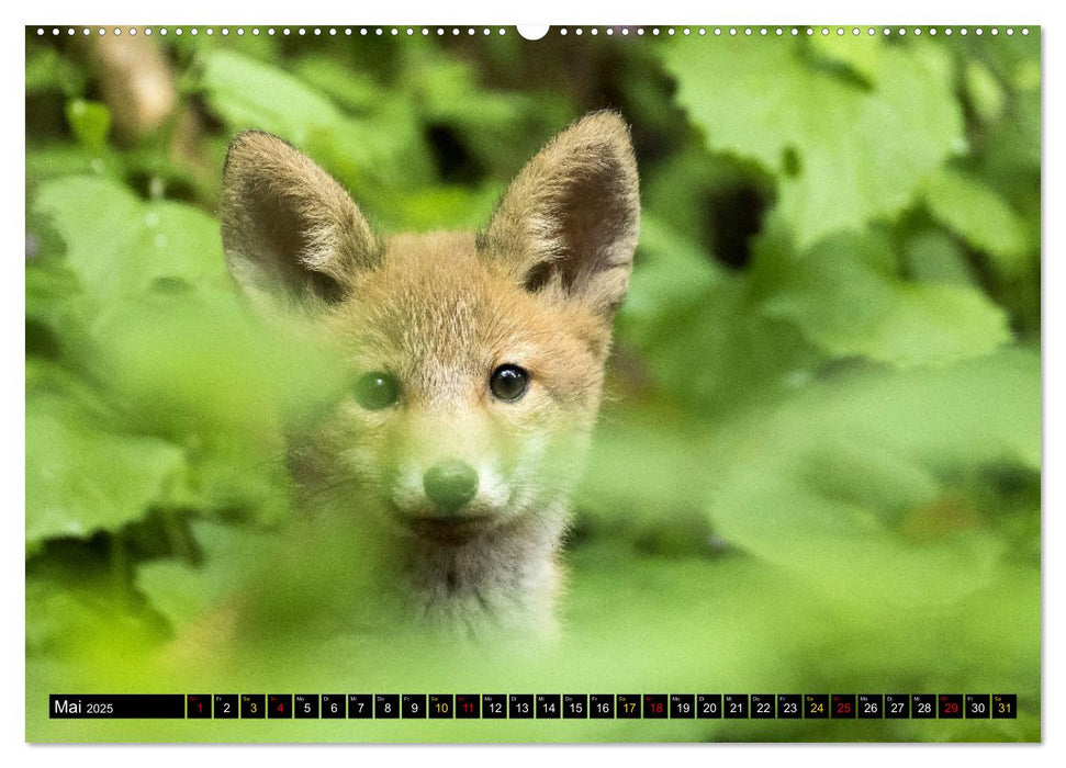 Magie Heimische Natur (CALVENDO Wandkalender 2025)