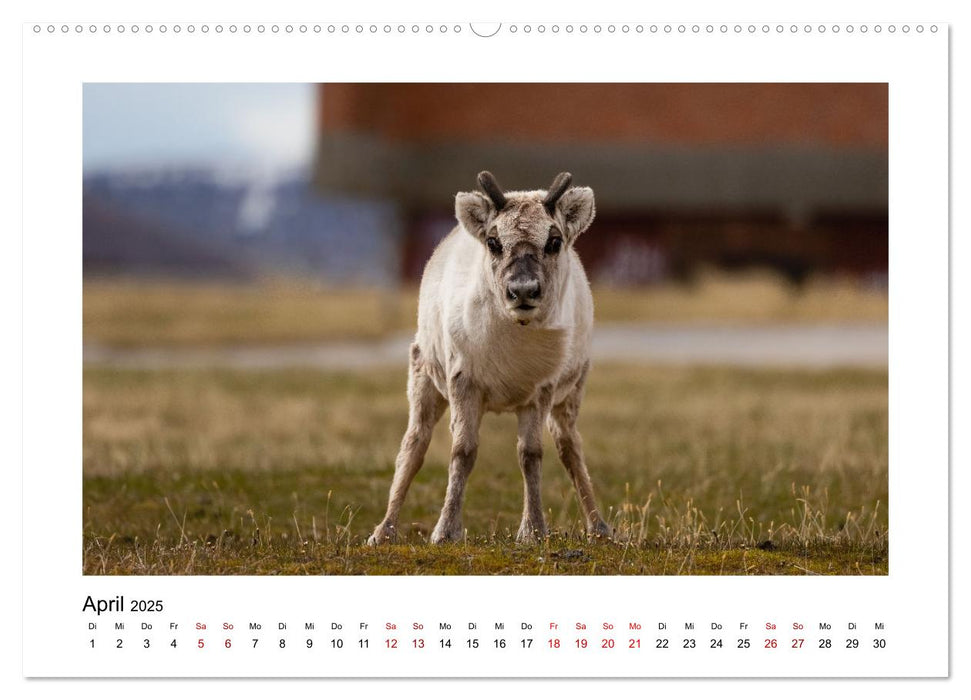 Spitzbergen und der Polarkreis (CALVENDO Wandkalender 2025)