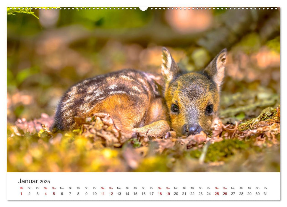 Rehkitz - Flinke kleine Bambis. (CALVENDO Wandkalender 2025)