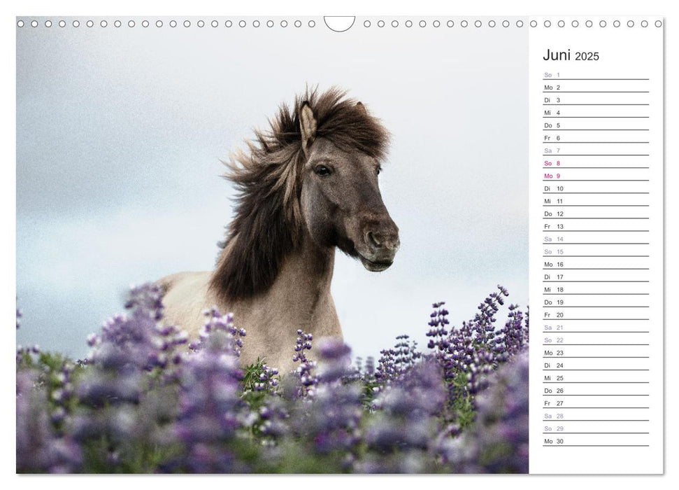 Islandpferde Kalender (CALVENDO Wandkalender 2025)