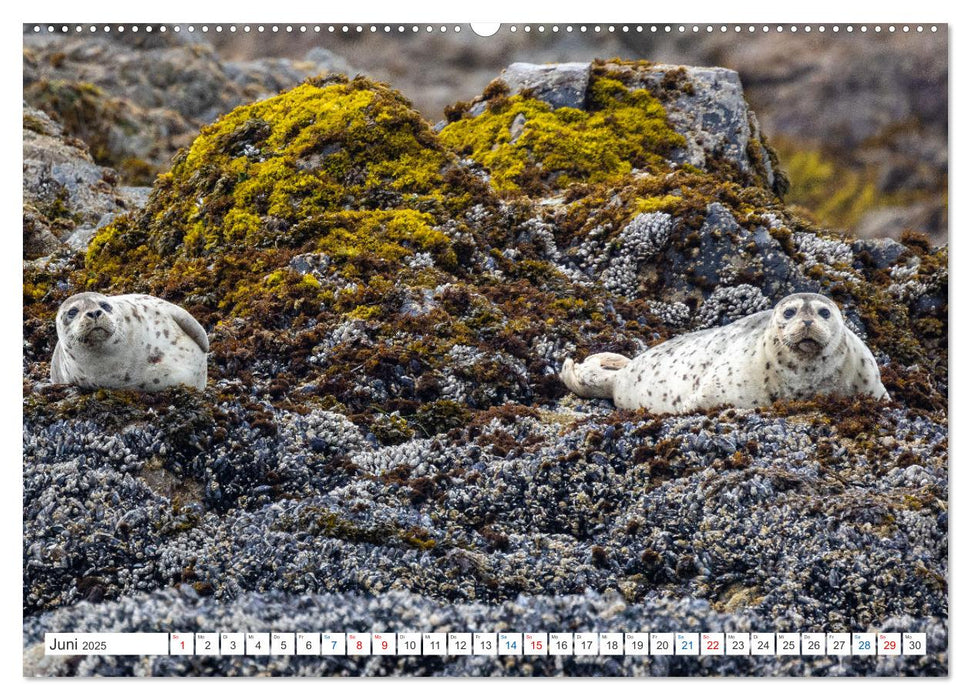 Kanadas Tierwelt - Bären, Wale und vieles mehr (CALVENDO Premium Wandkalender 2025)