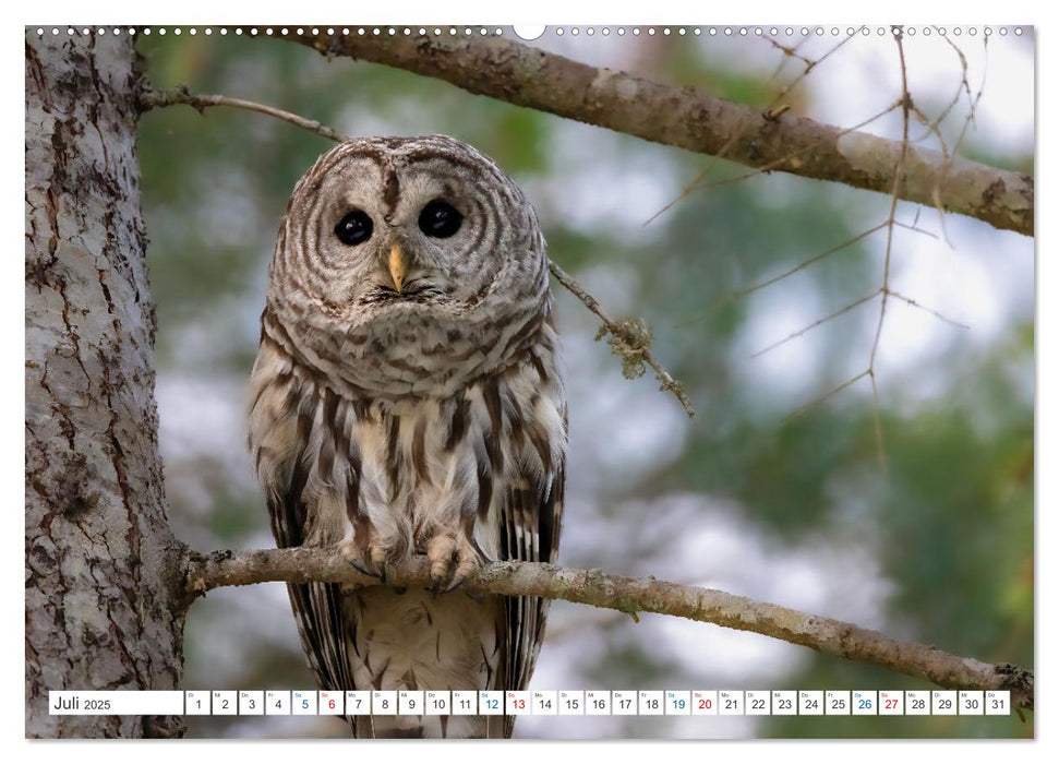 Kanadas Tierwelt - Bären, Wale und vieles mehr (CALVENDO Premium Wandkalender 2025)