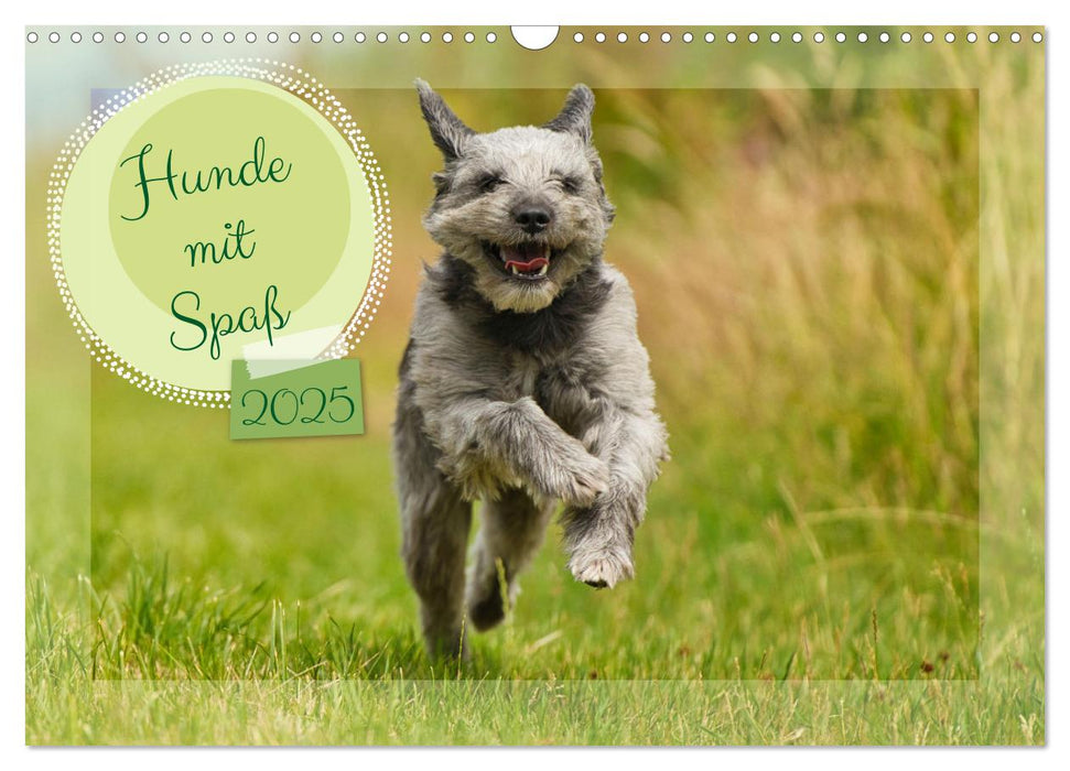 Hunde mit Spaß (CALVENDO Wandkalender 2025)