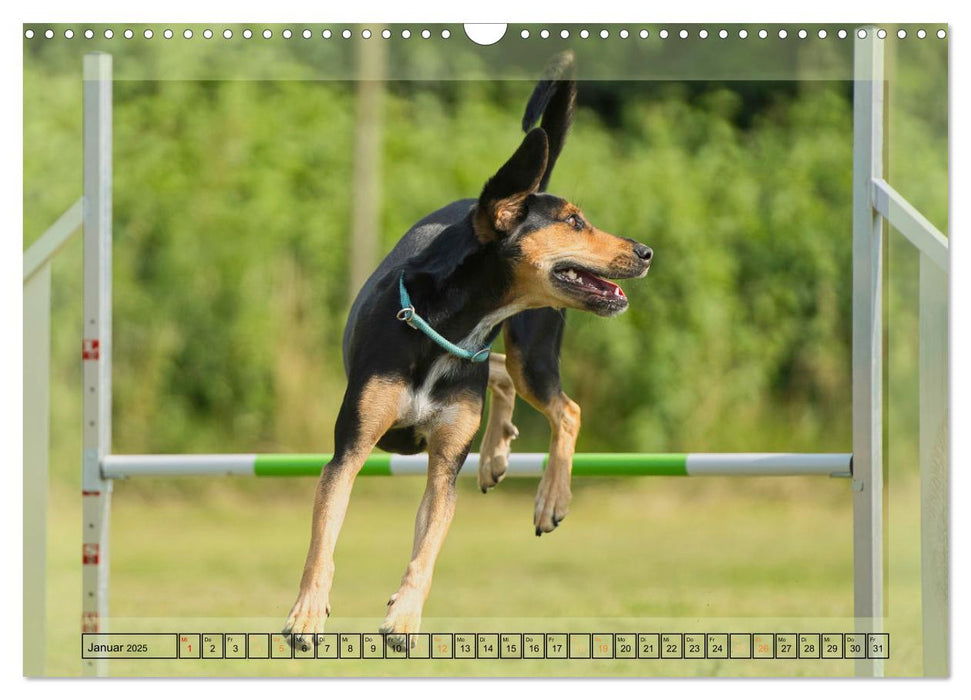 Hunde mit Spaß (CALVENDO Wandkalender 2025)