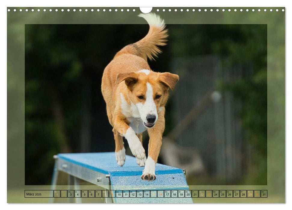 Hunde mit Spaß (CALVENDO Wandkalender 2025)