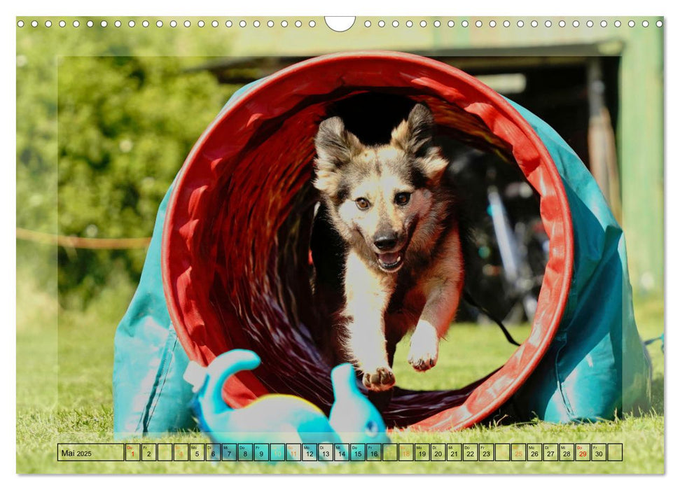 Hunde mit Spaß (CALVENDO Wandkalender 2025)