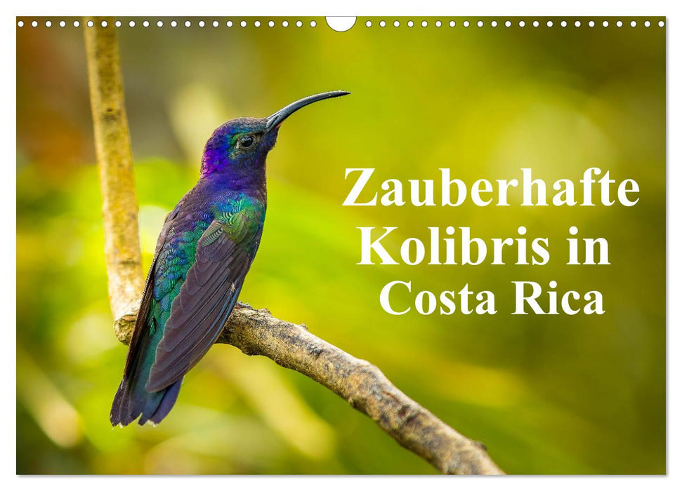 Zauberhafte Kolibris in Costa Rica (CALVENDO Wandkalender 2025)