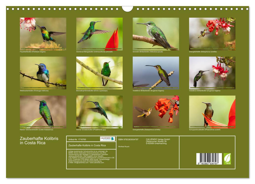 Zauberhafte Kolibris in Costa Rica (CALVENDO Wandkalender 2025)