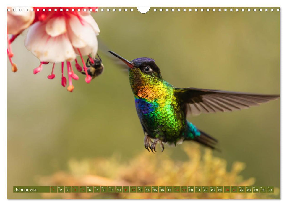 Zauberhafte Kolibris in Costa Rica (CALVENDO Wandkalender 2025)