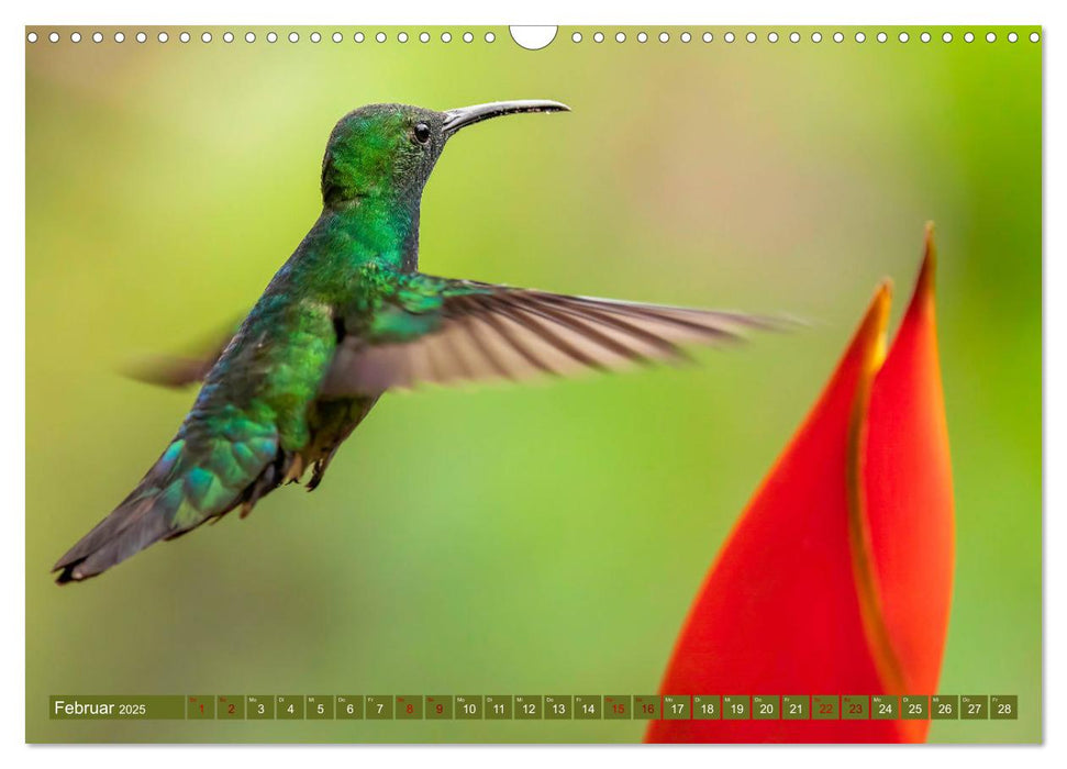 Zauberhafte Kolibris in Costa Rica (CALVENDO Wandkalender 2025)