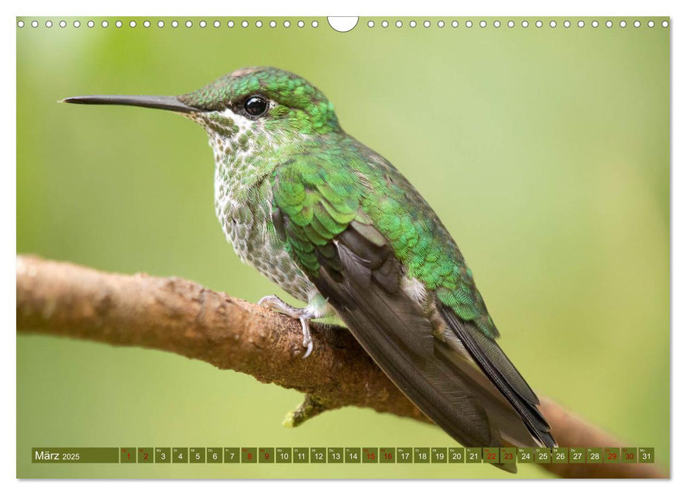 Zauberhafte Kolibris in Costa Rica (CALVENDO Wandkalender 2025)