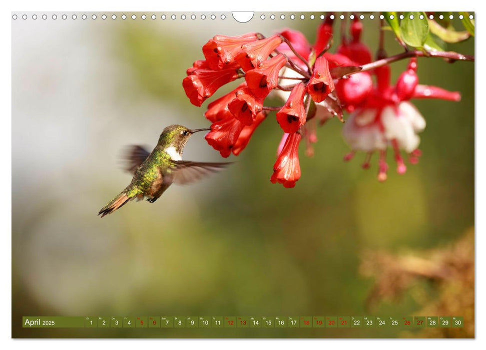 Zauberhafte Kolibris in Costa Rica (CALVENDO Wandkalender 2025)