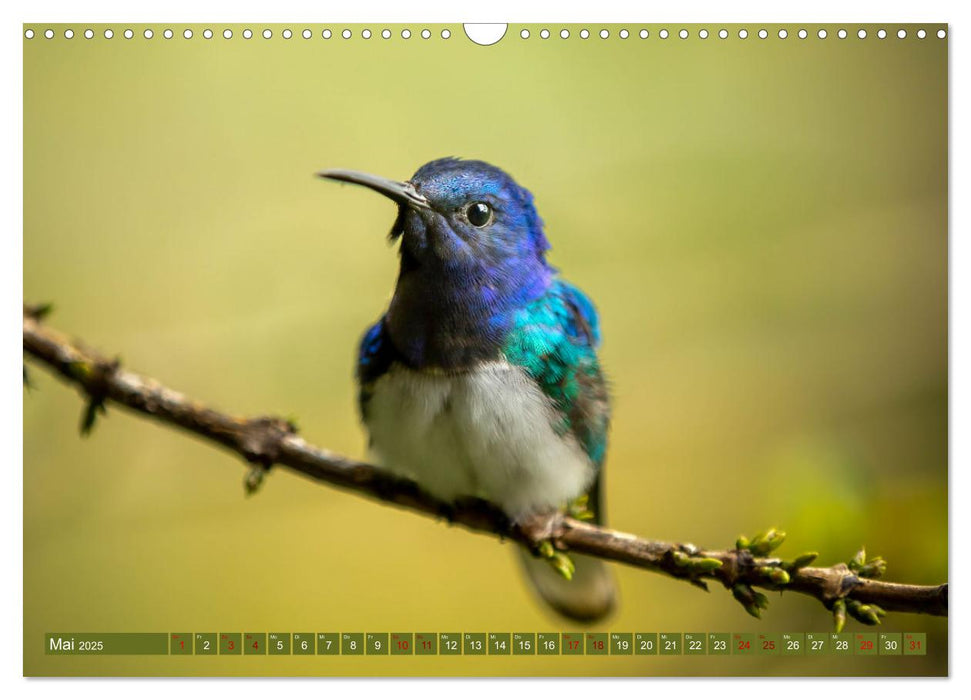 Zauberhafte Kolibris in Costa Rica (CALVENDO Wandkalender 2025)