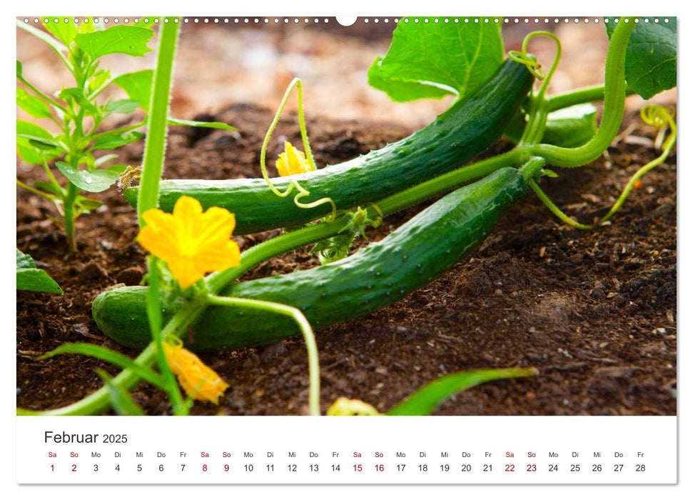 Frisches aus dem Gemüsegarten (CALVENDO Premium Wandkalender 2025)