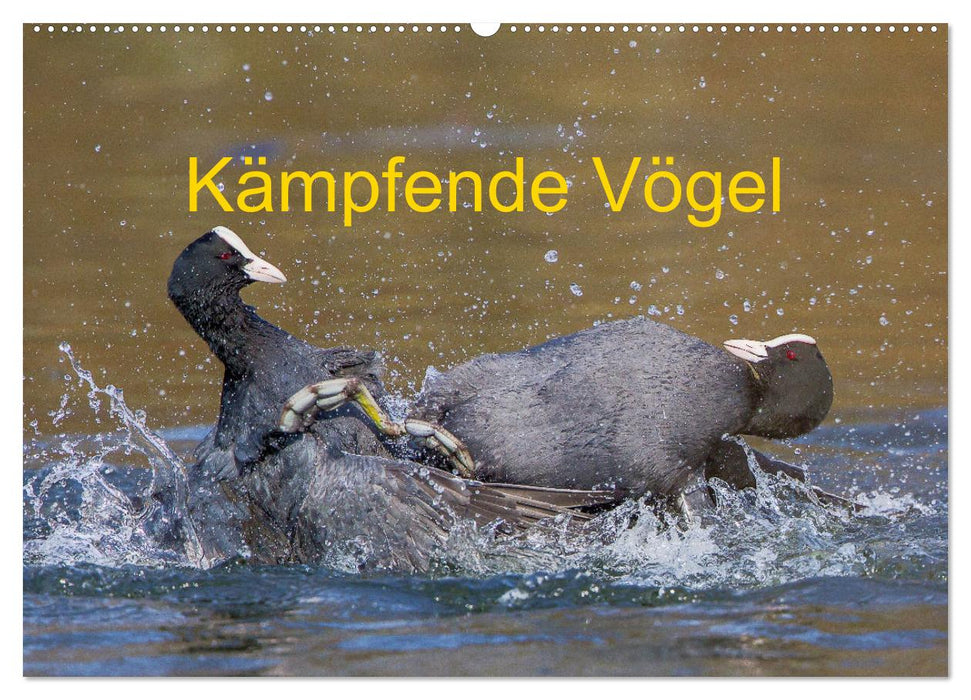 Kämpfende Vögel (CALVENDO Wandkalender 2025)