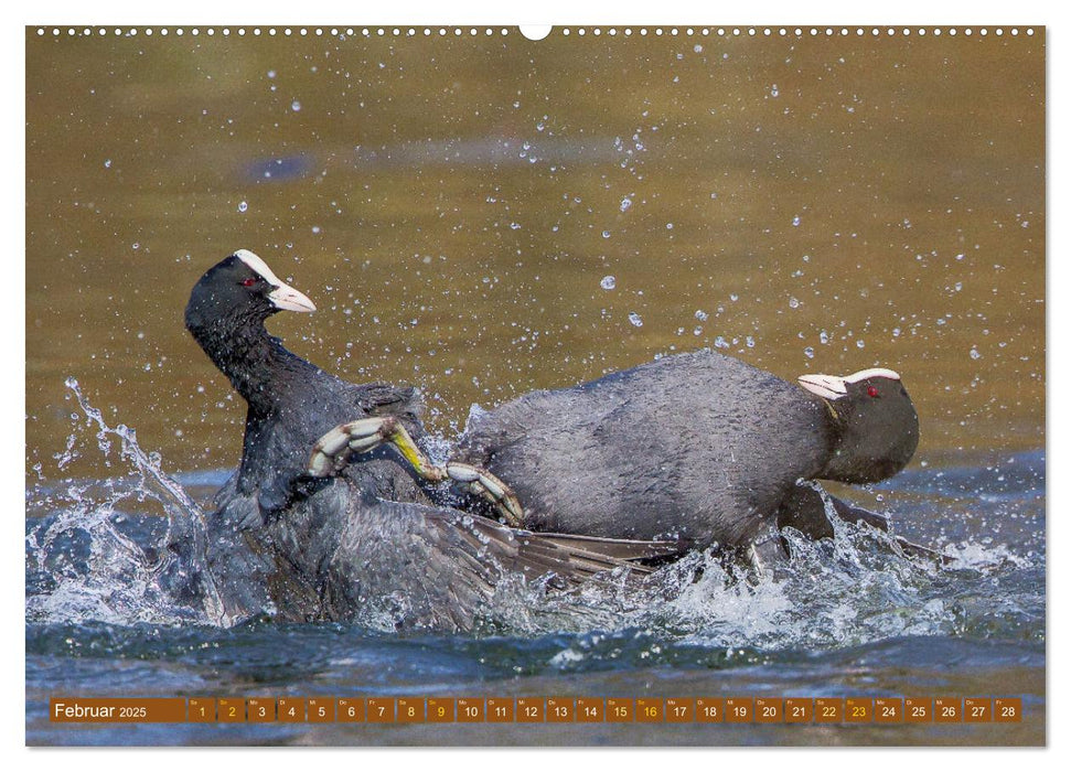 Kämpfende Vögel (CALVENDO Wandkalender 2025)